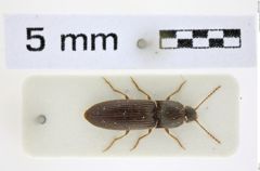 Foto (Dorsalansicht) von Silesis convexus (NHMW-ZOO-COL-0008495)